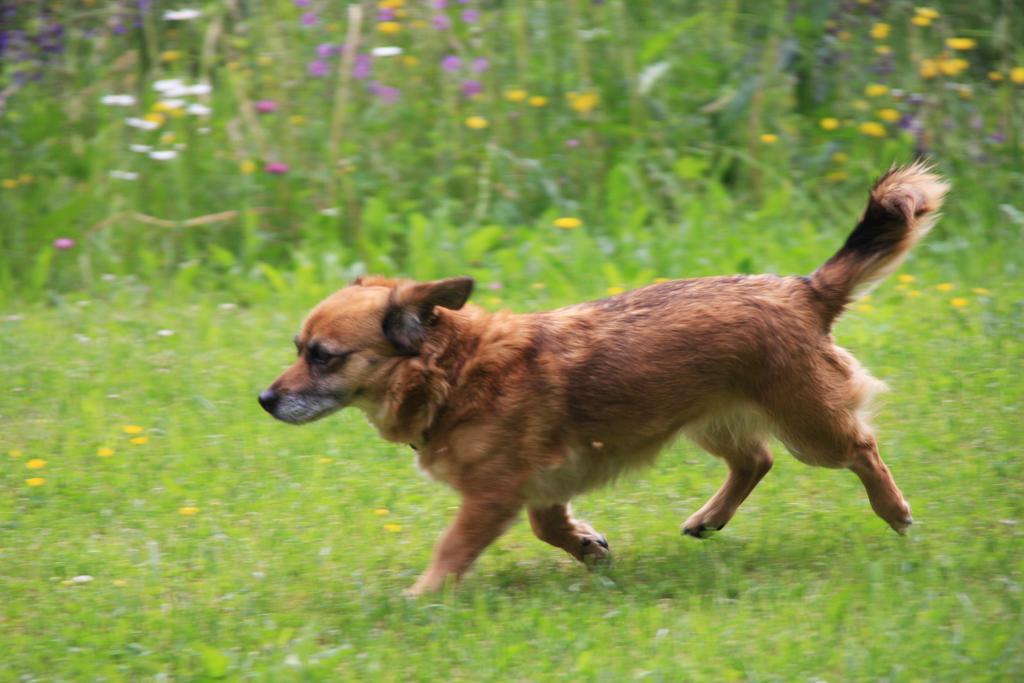 Willa Agritur Manoncin Daone Zewnętrze zdjęcie