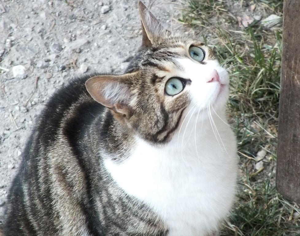 Willa Agritur Manoncin Daone Zewnętrze zdjęcie